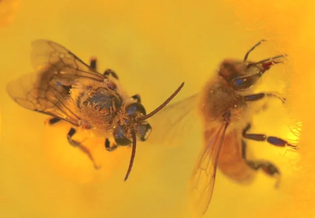 Squash bee and honey bee together in zucchini flower