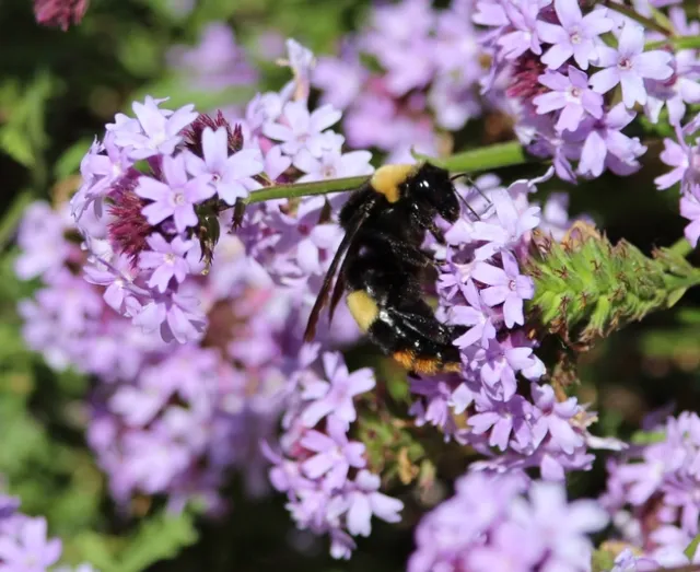 Crotch's bumble bee on verbena