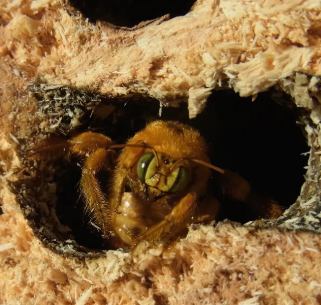 Male valley carpenter bee
