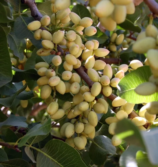 Pistachios growing at the UC Kearney Agricultural Research and Extension Center.