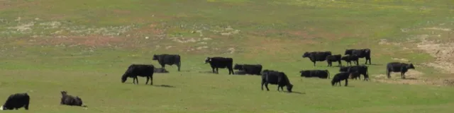 Cattle Grazing