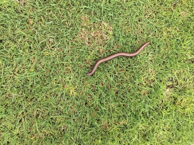 Millipede with Antennae