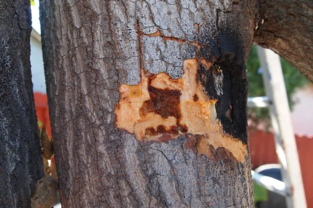 discoloration of wood from fusarium dieback (Photo by A. Eskalen.)