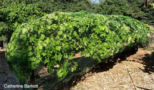 Netted row (click to enlarge)