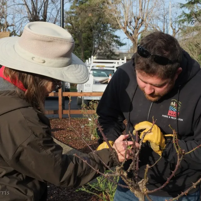 MGs Teach Pruning to Napa City Staff January 2020