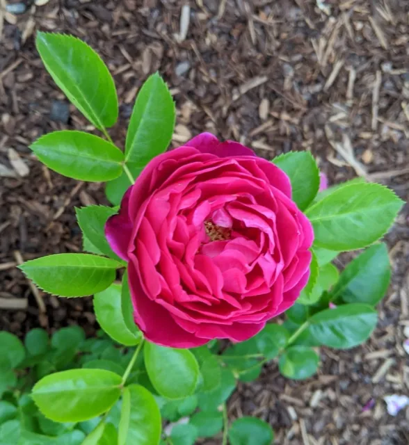 Ascot first bloom 4-24-20