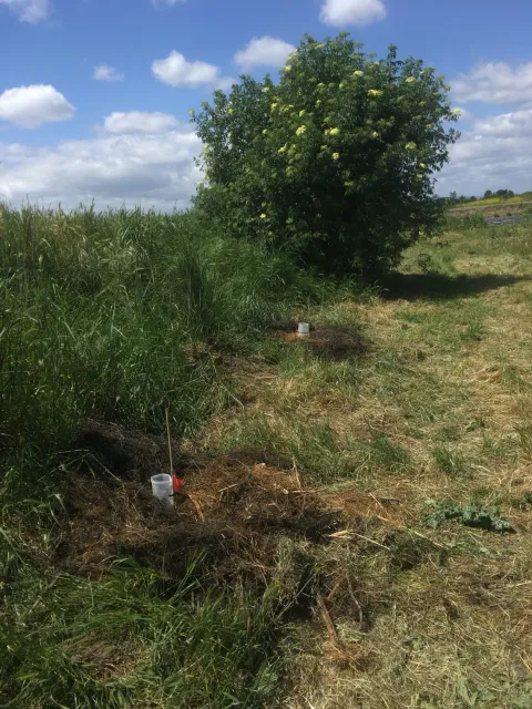 Elderberry tree near a hillside