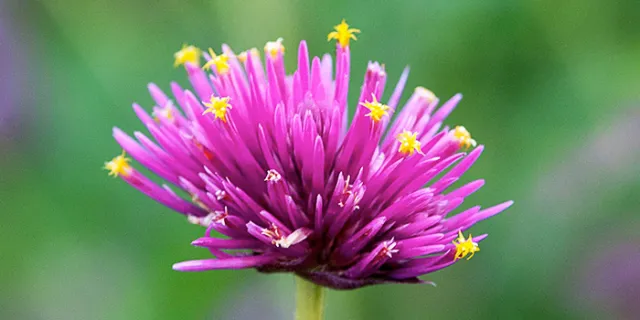 Gomphrena globrosa “Fireworks”