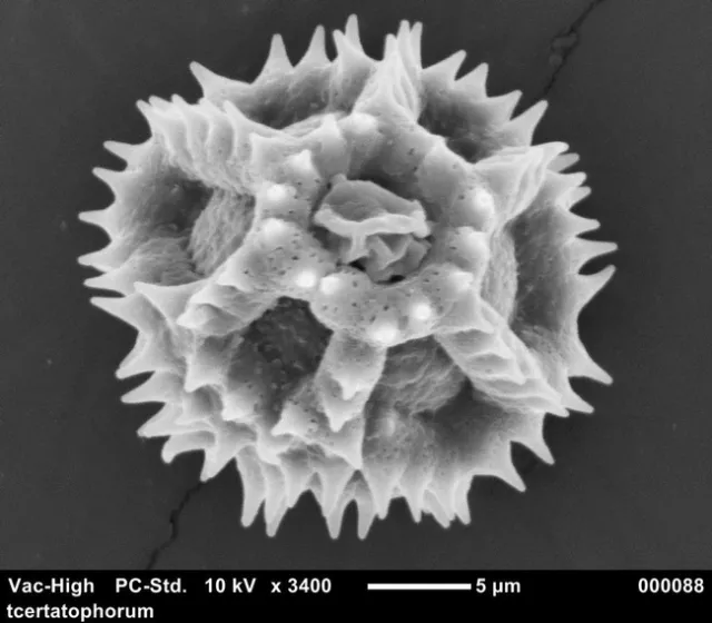 spiny pollen