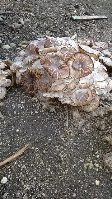 mushroom clusters