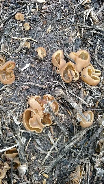 mulch funguys pezziza