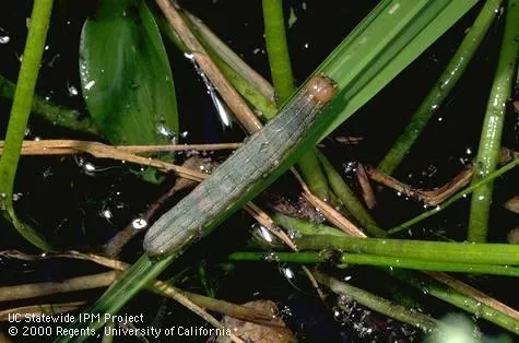 Armyworm larvae can quickly devour rice foliage.