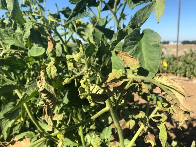 TSWV in a young tomato plant