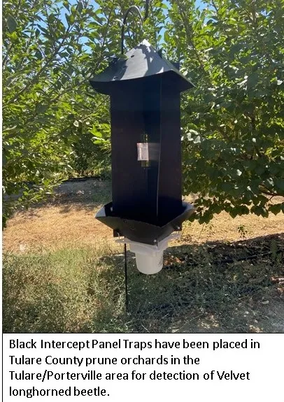 Velvet Longhorned beetle trap photo