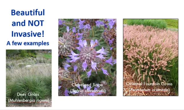 Non-Invasive Alternatives