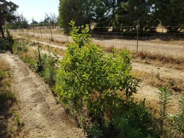 Hedgerow at Quaker Oaks. Photo by Shulamit Shroder
