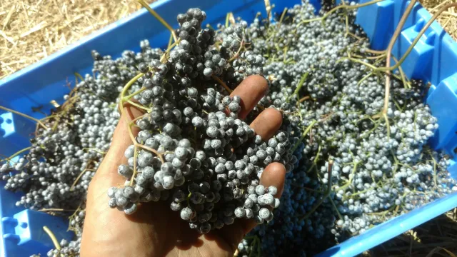 harvested blue elderberries in bin