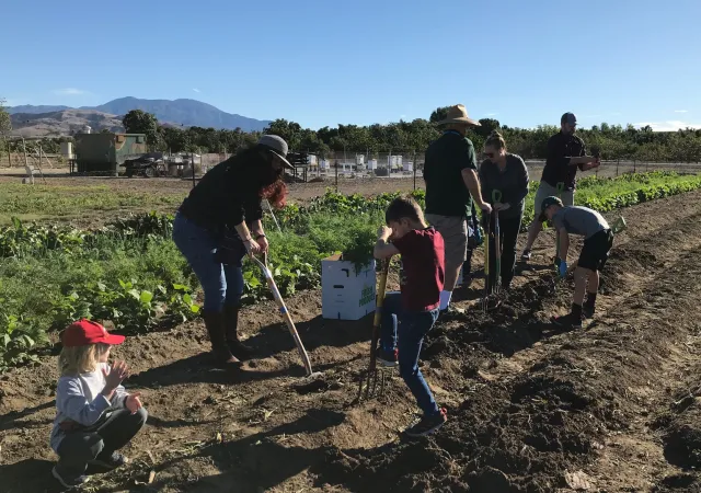 Seven attendees of the Thanksgiving Veggie U-pick harvesting vegetables with shovels and broad forks