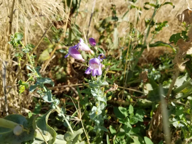 Penstemon in the hedgerow. Photo by Shulamit Shroder