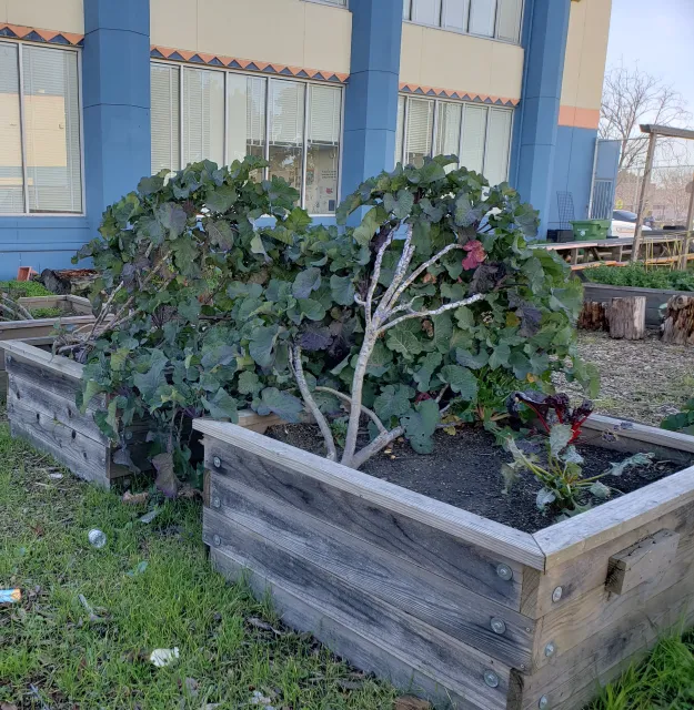 Tree Collards falling over