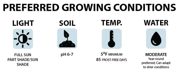 Diagram of preferred elderberry growing conditions, showing light, soil pH, temperature and water requirements.