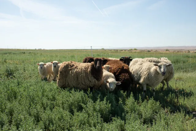 Integrating sheep into his cropping system. Photo from https://fibershed.org/2019/09/04/california-cotton-fields-nathanael-siemens-on-a-10-acre-model-