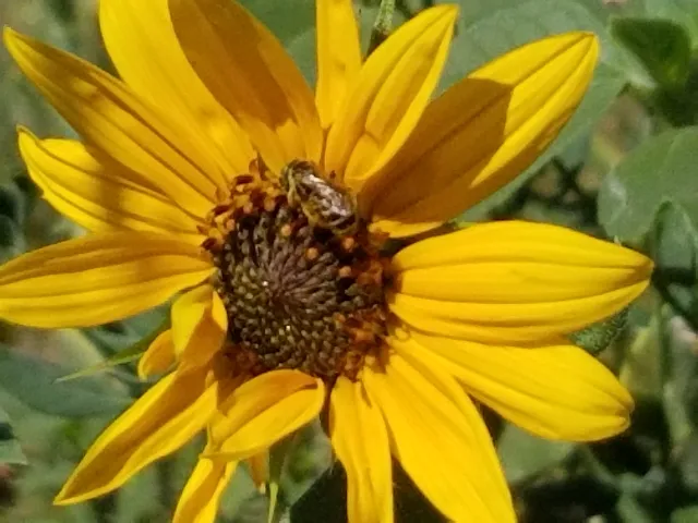Flowering plants attract a variety of insects. Photo by Shulamit Shroder
