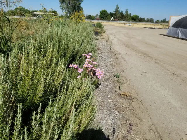 Rows of flowers and herbs bring much-needed biodiversity to the farm. Photo by Shulamit Shroder