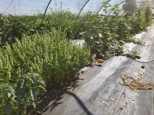 Rows of flowers and herbs bring much-needed biodiversity to the farm