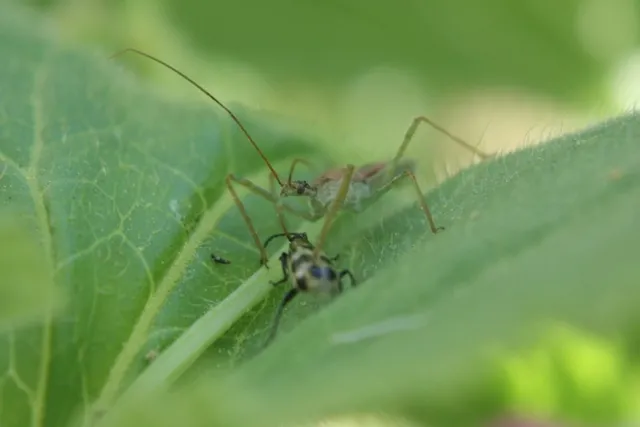 assasin bug on diabrotica arussell