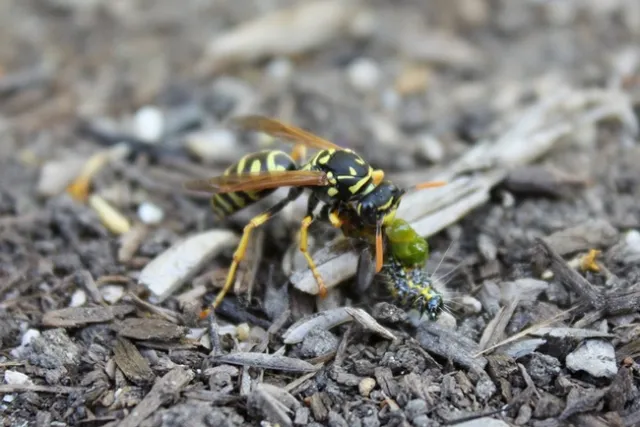 wasp eating caterpillar arussell