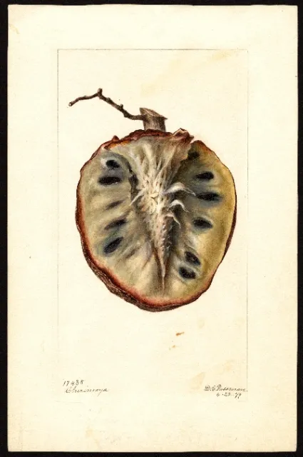 annona