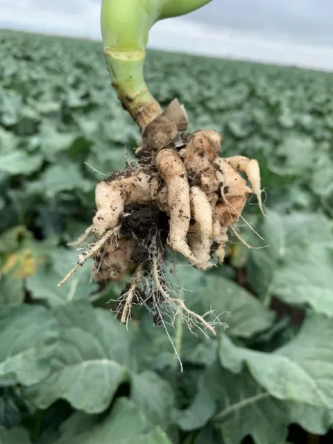 Clubbing of broccoli roots
