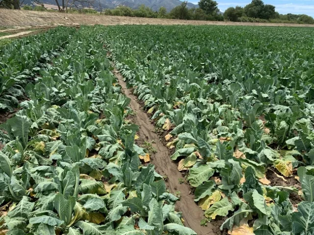 Cauliflower field with clubroot