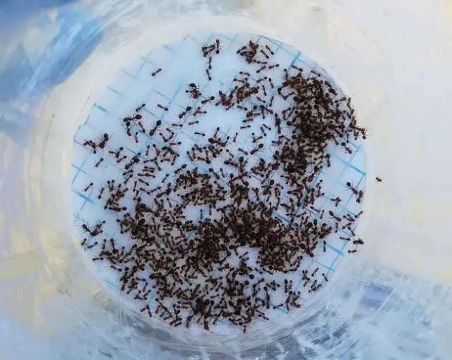 RIFA workers collected from the school