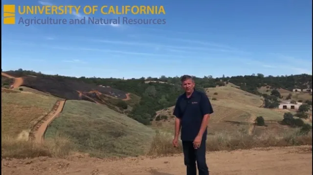 Controlling yellow starthistle with burning