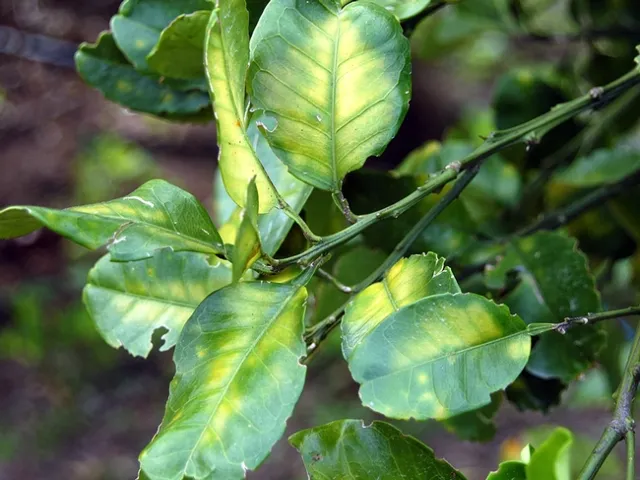 Citrus leaves exhibiting symptoms of huanglongbing infection.