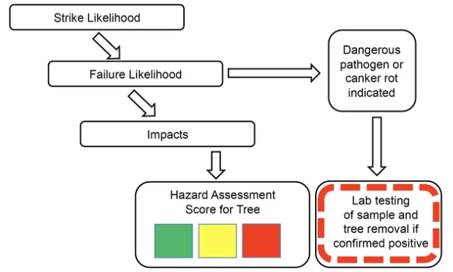 Evalutree's assessment process leads to a tree hazard rating.