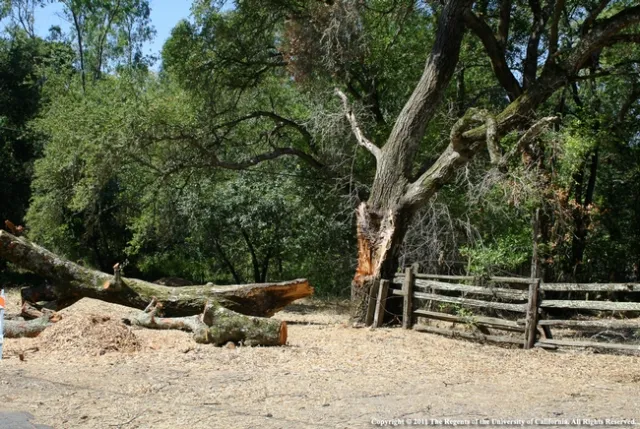 The UC ANR mobile app Evalutree asks a series of questions then calculates a hazard score for trees. Oak tree failure photo from UC ANR Publication 3518 Oaks in the Urban Landscape