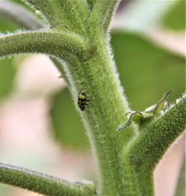 Photo by Jutta Thoerner