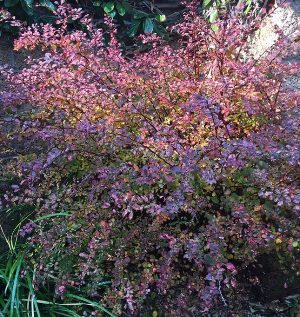 Photo by Leslie Stevens