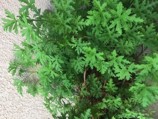 photo by David Bellamy