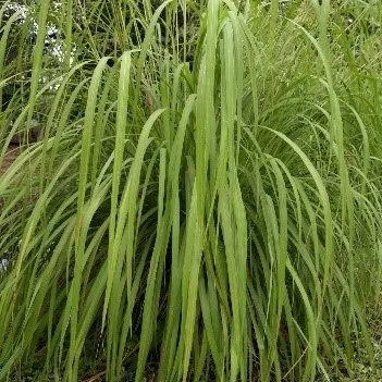 Citronella grass