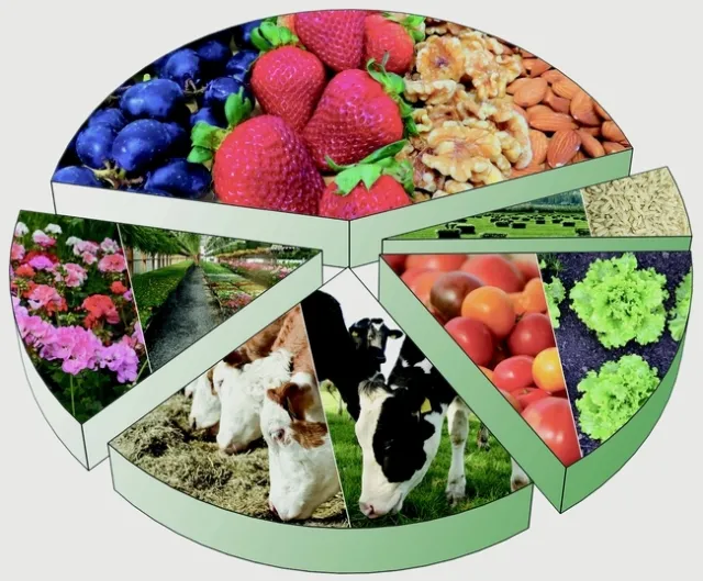 Un nuevo reporte examina el impacto de la pandemia en el sistema alimentario y lo que depara el futuro a las industrias ganadera, lechera, de frutas y verduras, fresas, tomates, nueces y vino de California.