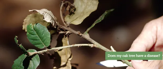 Homeowners can get tips for caring for backyard oak trees.