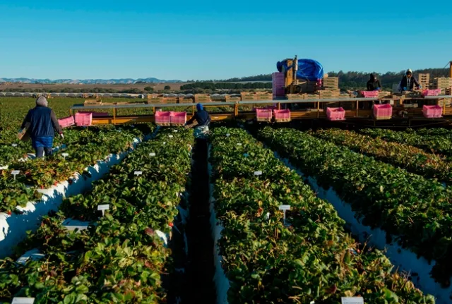 A los empleadores agrícolas se les pide que compartan estrategias exitosas, así como desafíos a los que se han enfrentado al proteger a los empleados del COVID-19. Fotografía por Héctor Amezcua.