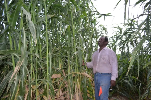Oli Bachie, shown in a forage sorghum trial field, researches new crops for Imperial County farmers to grow in the low desert.
