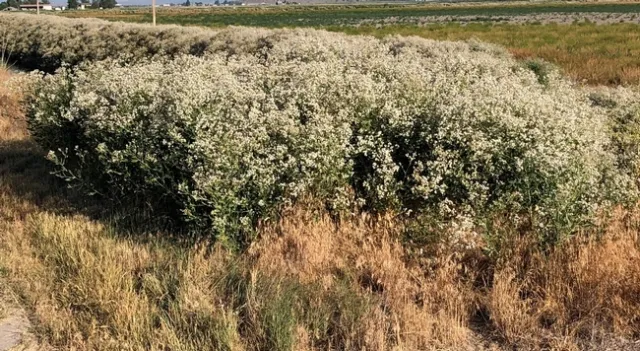Figure 1. Perennial Pepperweed in flowering stage. Plants grow 2-6 ft. tall.