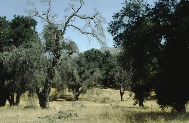 Tietje OakDrought 001