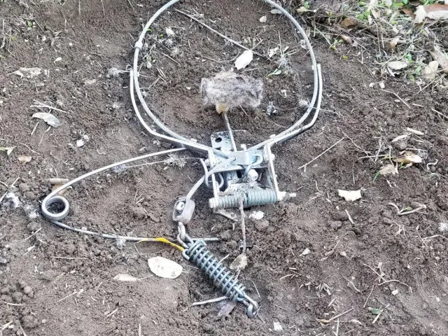 When triggered, this device throws a secure, non-choking cable loop over the coyote’s head. Niamh Quinn, CC BY